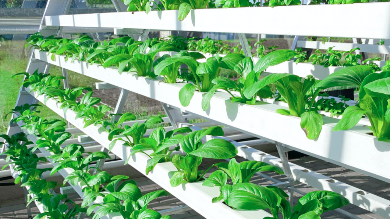 MagiDeal Hydroponischer Eimer - Dutch Bucket Für Erdlosen Anbau, 30x25x23cm